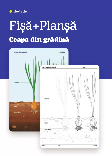 Ceapa din grădină - Set Planșă+Fișă