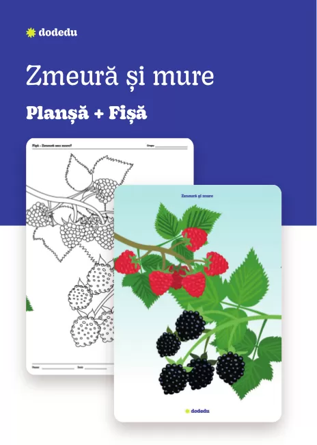 Zmeură și mure - Set Planșă+Fișă