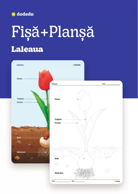 Laleaua - Set Fișă+Planșă