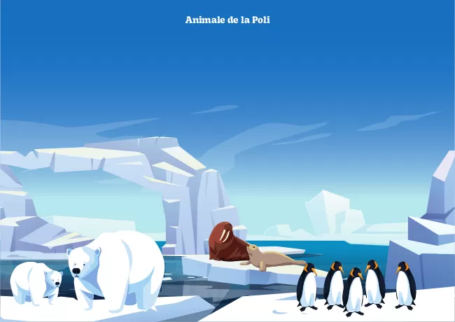Planșă - Pe cine am găsit la Poli