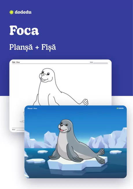 Foca - Set Planșă+Fișă