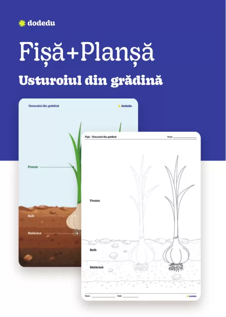 Usturoiul din grădină - Set Planșă+Fișă
