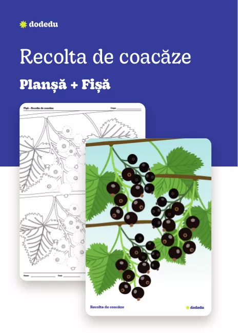 Recolta de coacăze - Set Planșă+Fișă
