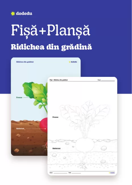 Ridichea din grădină - Set Planșă+Fișă