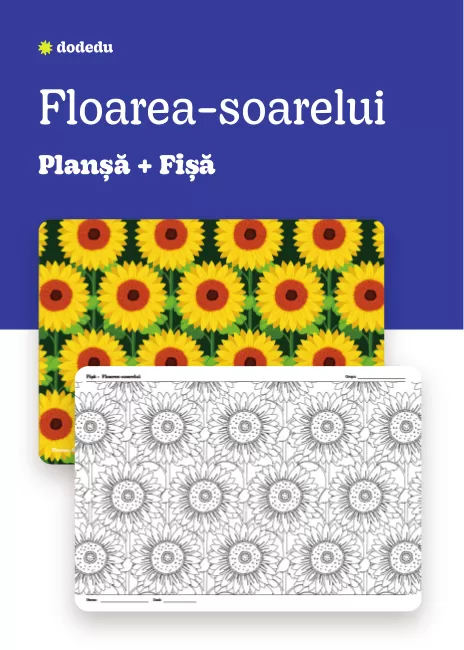 Floarea-soarelui - Set Planșă+Fișă
