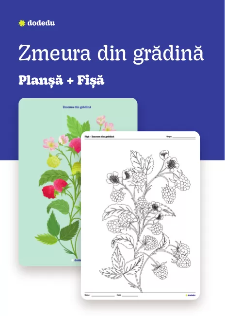 Zmeura din grădină - Set Plansă+Fișă