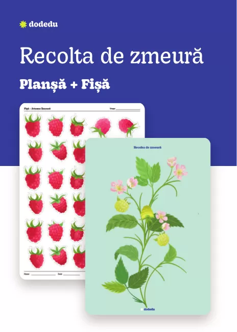 Recolta de zmeură - Set Plansă+Fișă